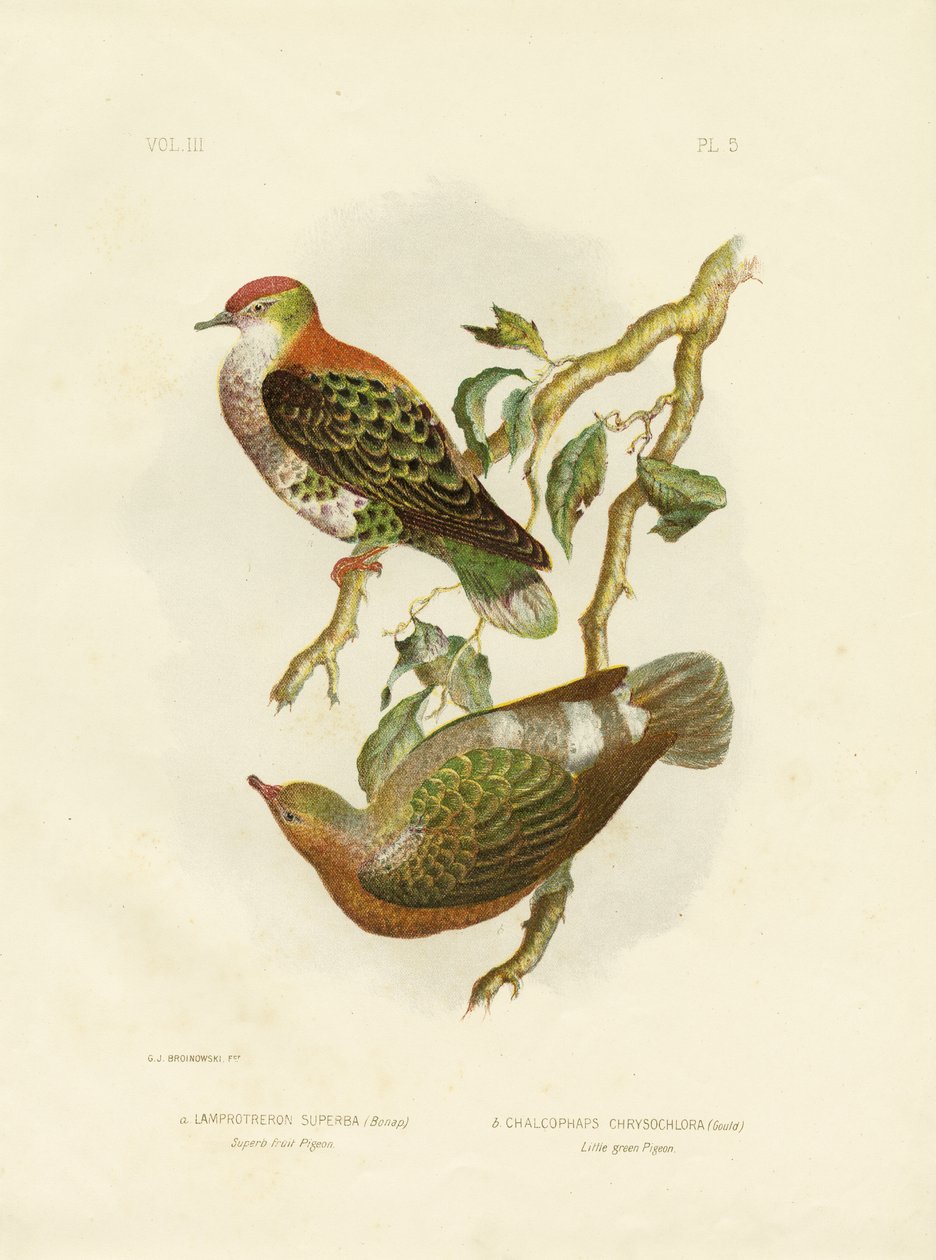 Superb Fruit Pigeon, 1891 av Gracius Broinowski