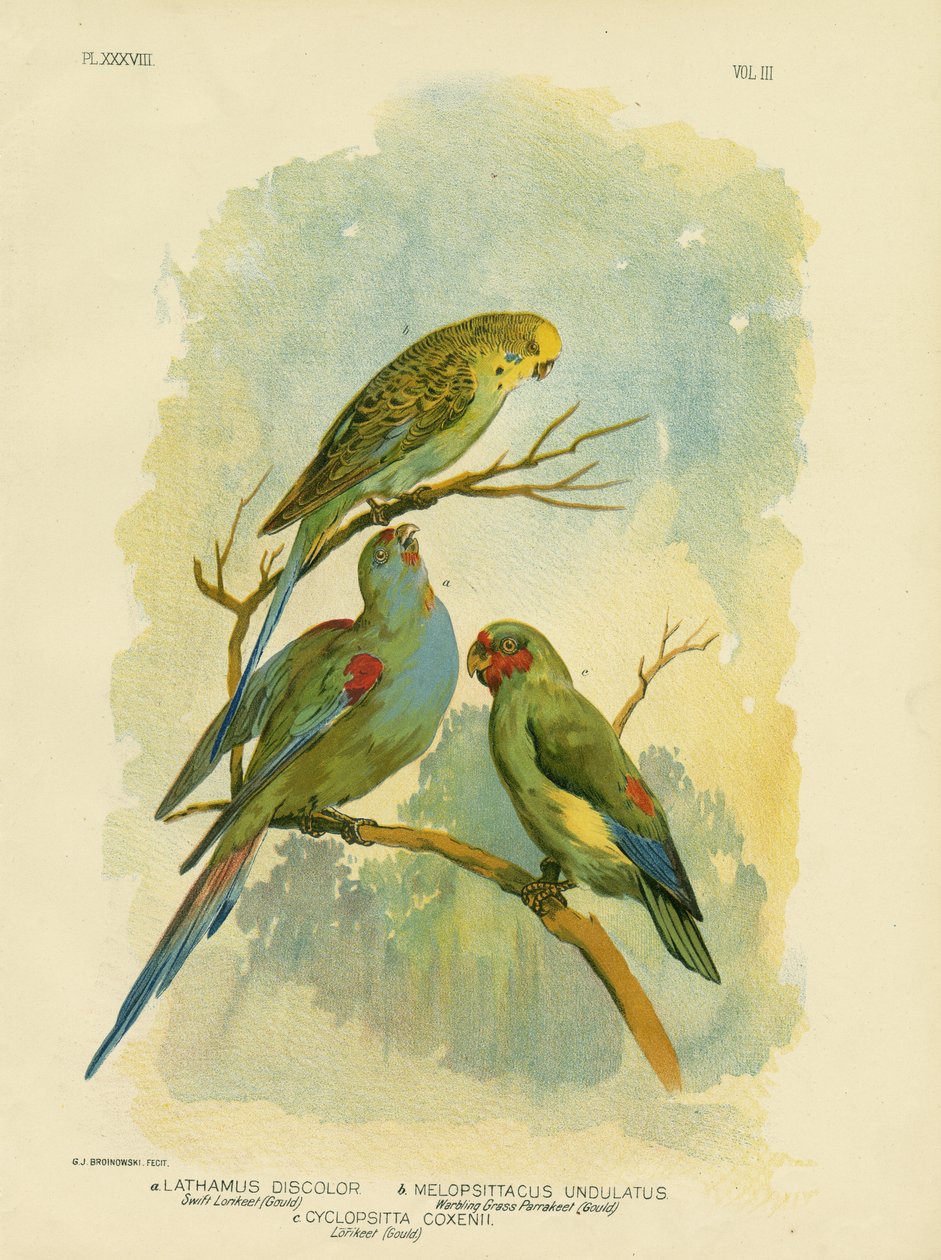 Swift Lorikeet, 1891 av Gracius Broinowski