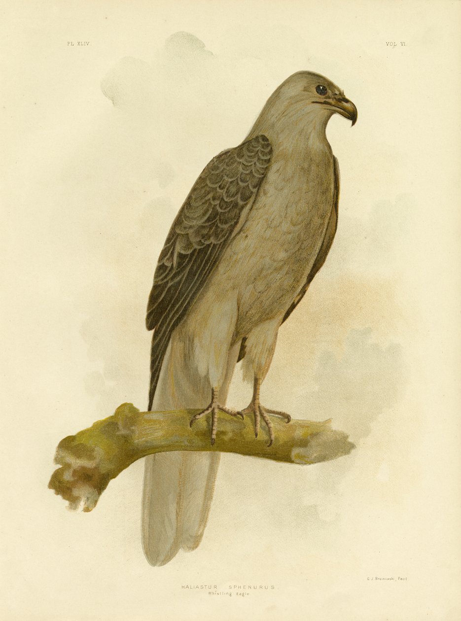 Visselörnen eller visselvinden, 1891 av Gracius Broinowski