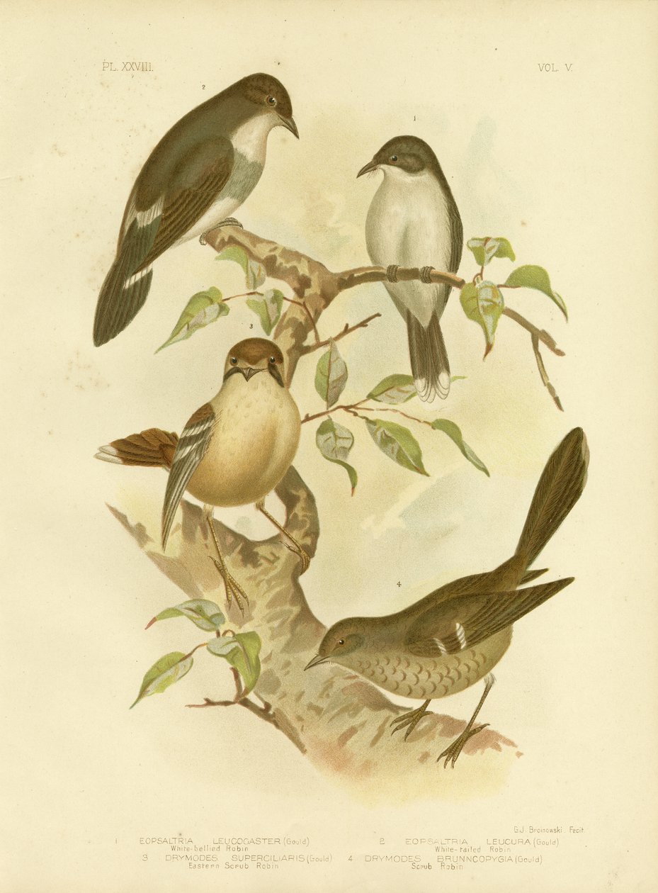 Vit-Bellied Robin, 1891 av Gracius Broinowski