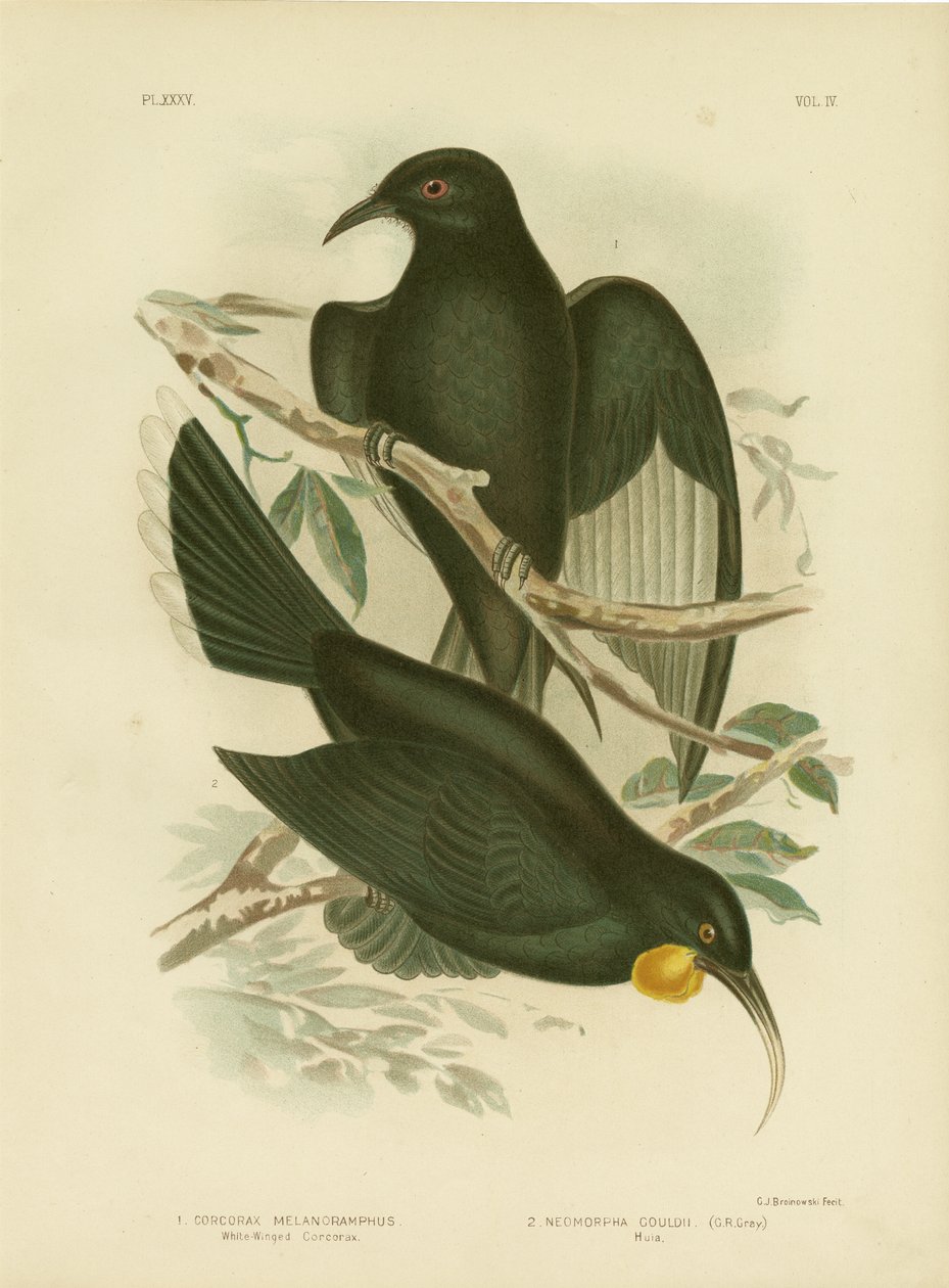 Vitvingad Corcorax, 1891 av Gracius Broinowski