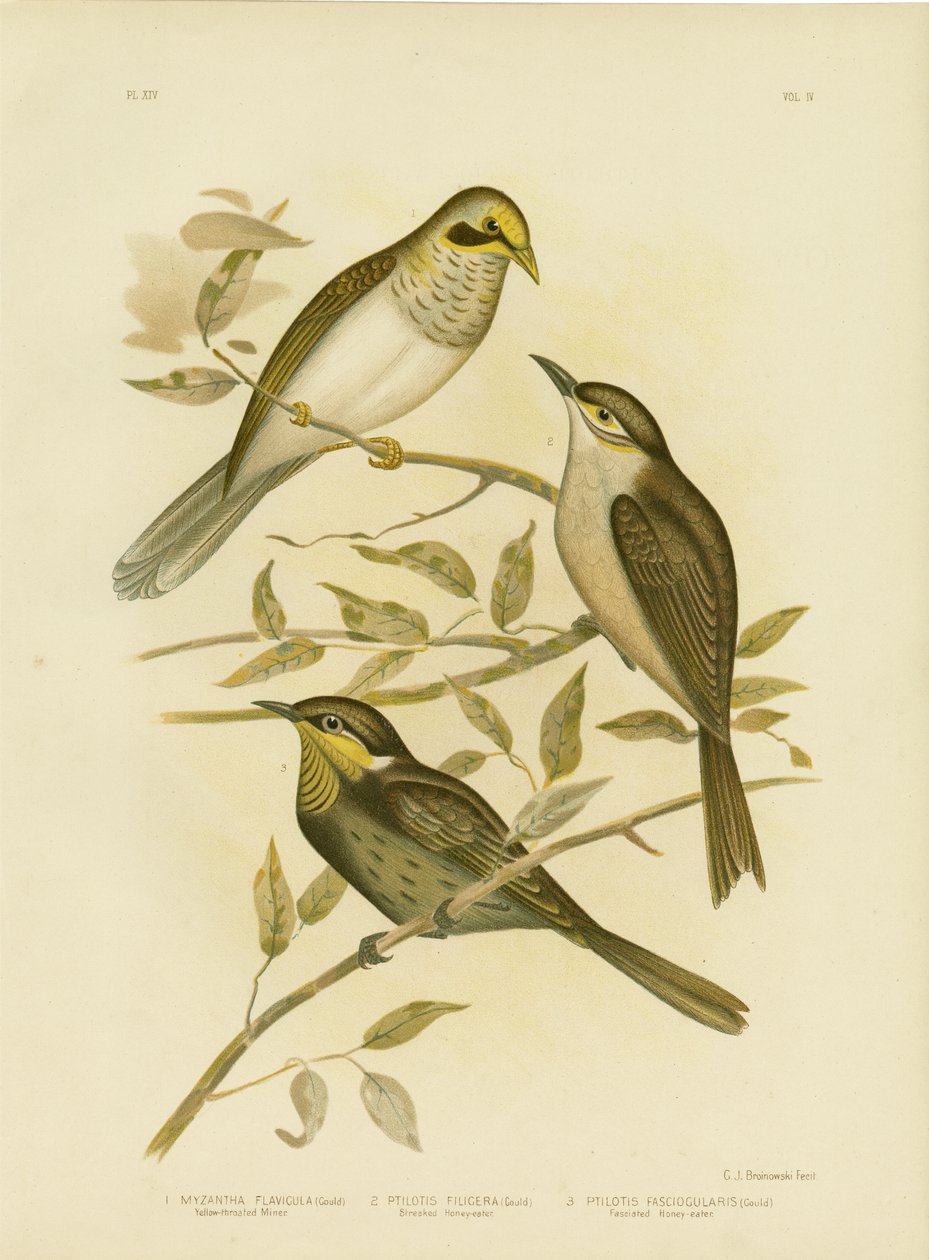 Gulstrupig gruvarbetare, 1891 av Gracius Broinowski