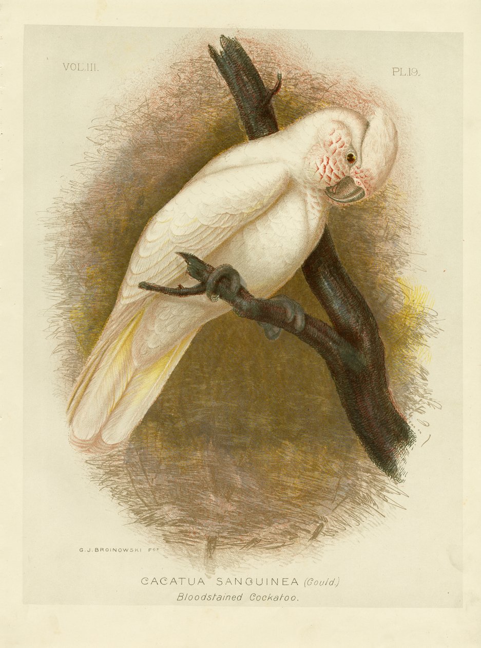 Blodfläckad kakadua, 1891 av Gracius Broinowski