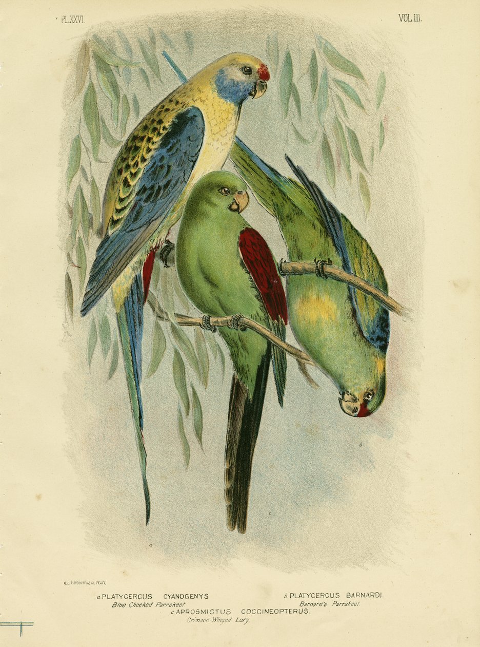 Blåkindad parakit, 1891 av Gracius Broinowski