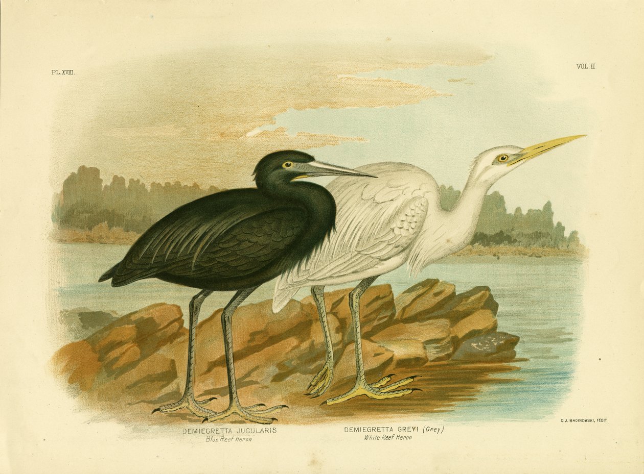 Blue Reef Heron, 1891 av Gracius Broinowski