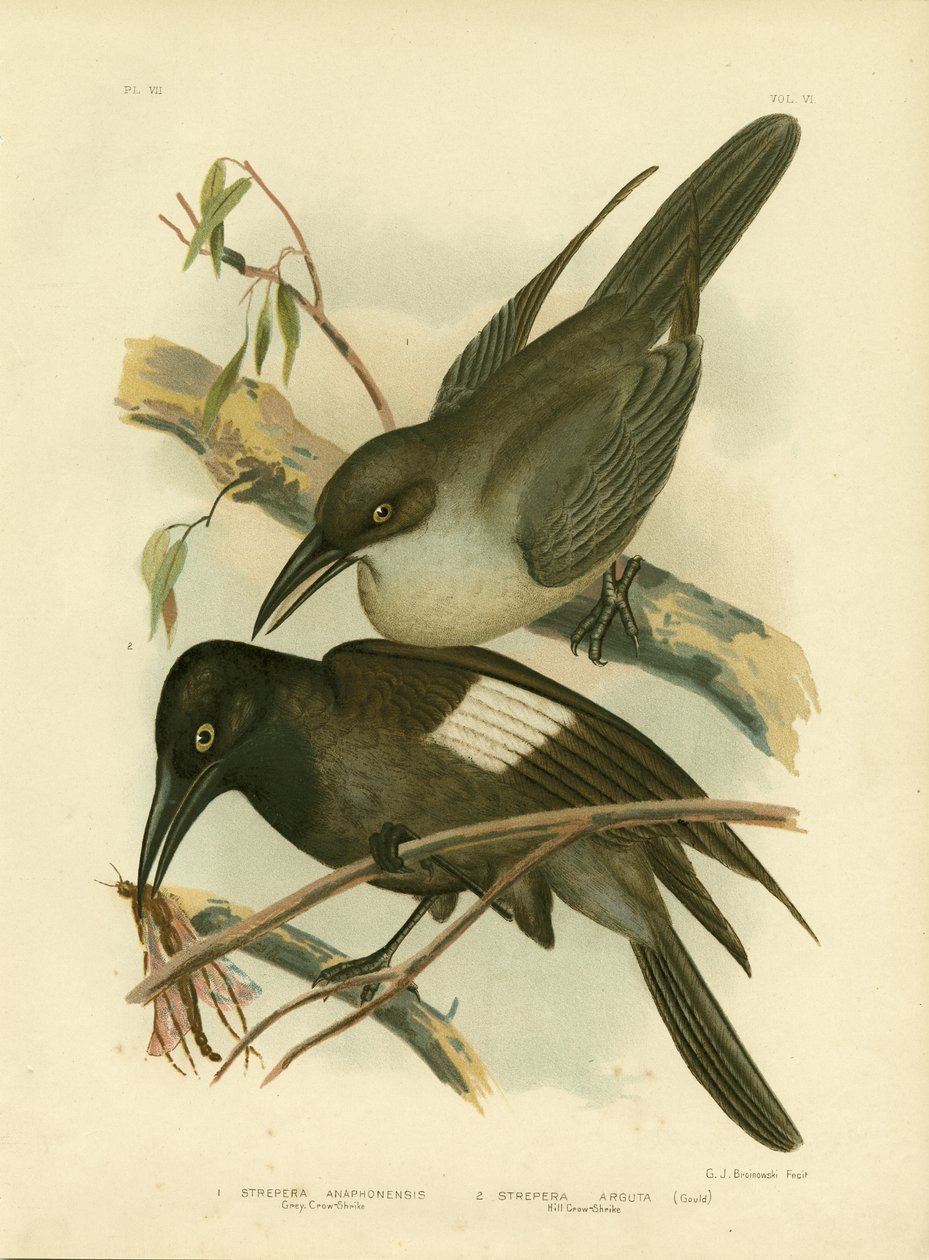Grey Crow-Shrike, 1891 av Gracius Broinowski