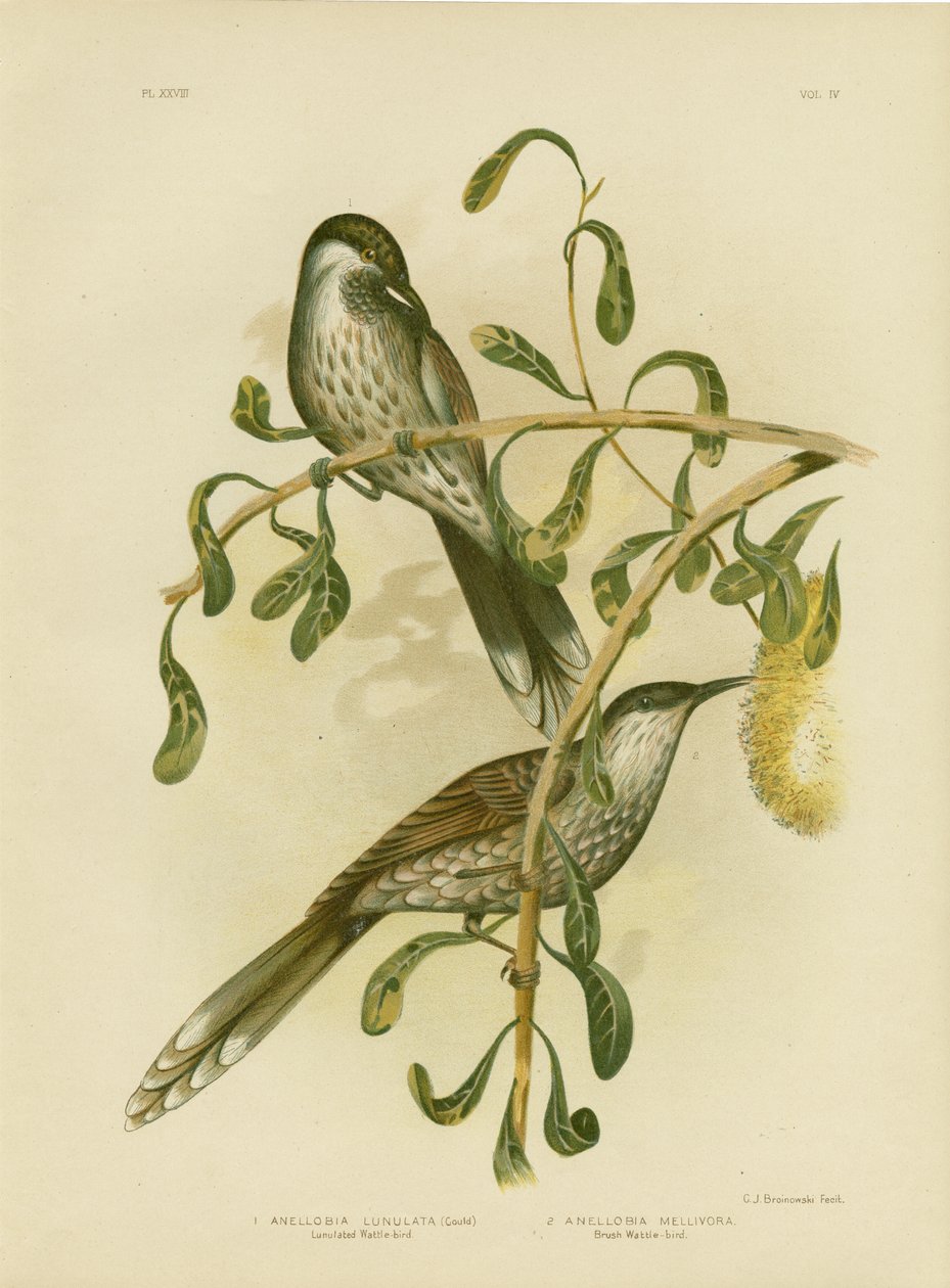 Lumulerad Wattlebird Eller Little Wattlebird, 1891 av Gracius Broinowski