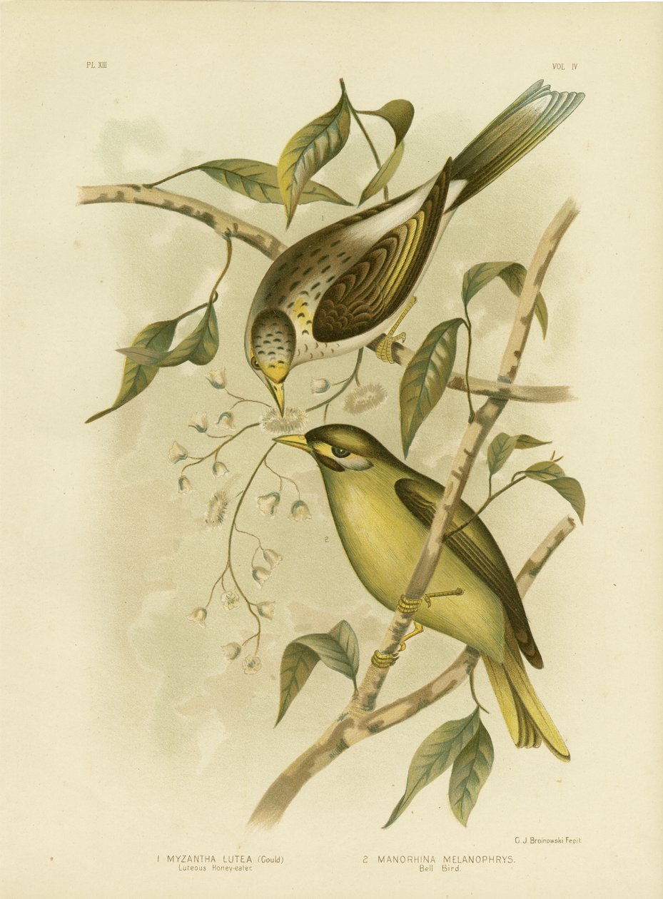 Luteous honungsätare eller gulstrupig gruvarbetare, 1891 av Gracius Broinowski