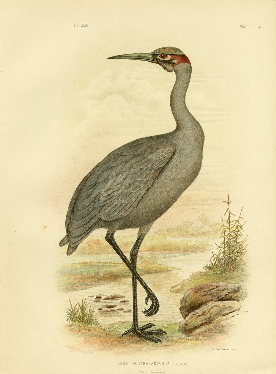 Native Companion Eller Brolga, 1891 av Gracius Broinowski