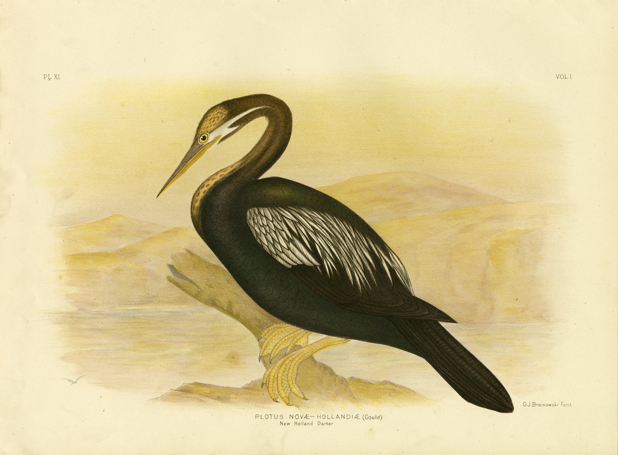 New Holland Darter, 1891 av Gracius Broinowski