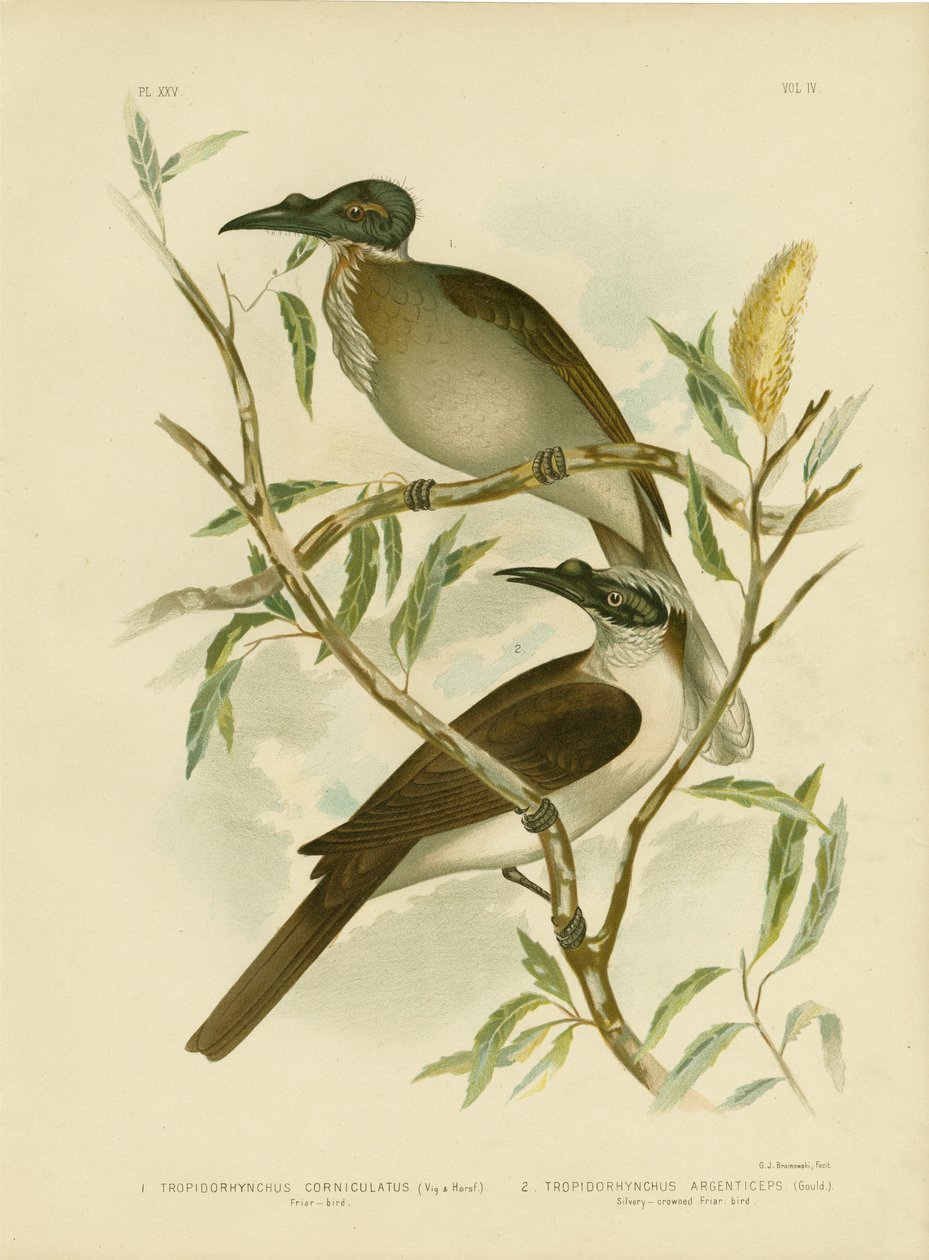 Noisy Friarbird, 1891 av Gracius Broinowski