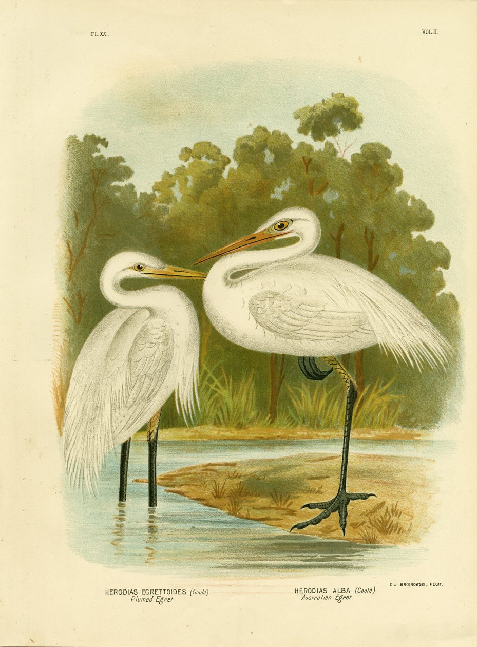 Plumhäger eller mellanhäger, 1891 av Gracius Broinowski
