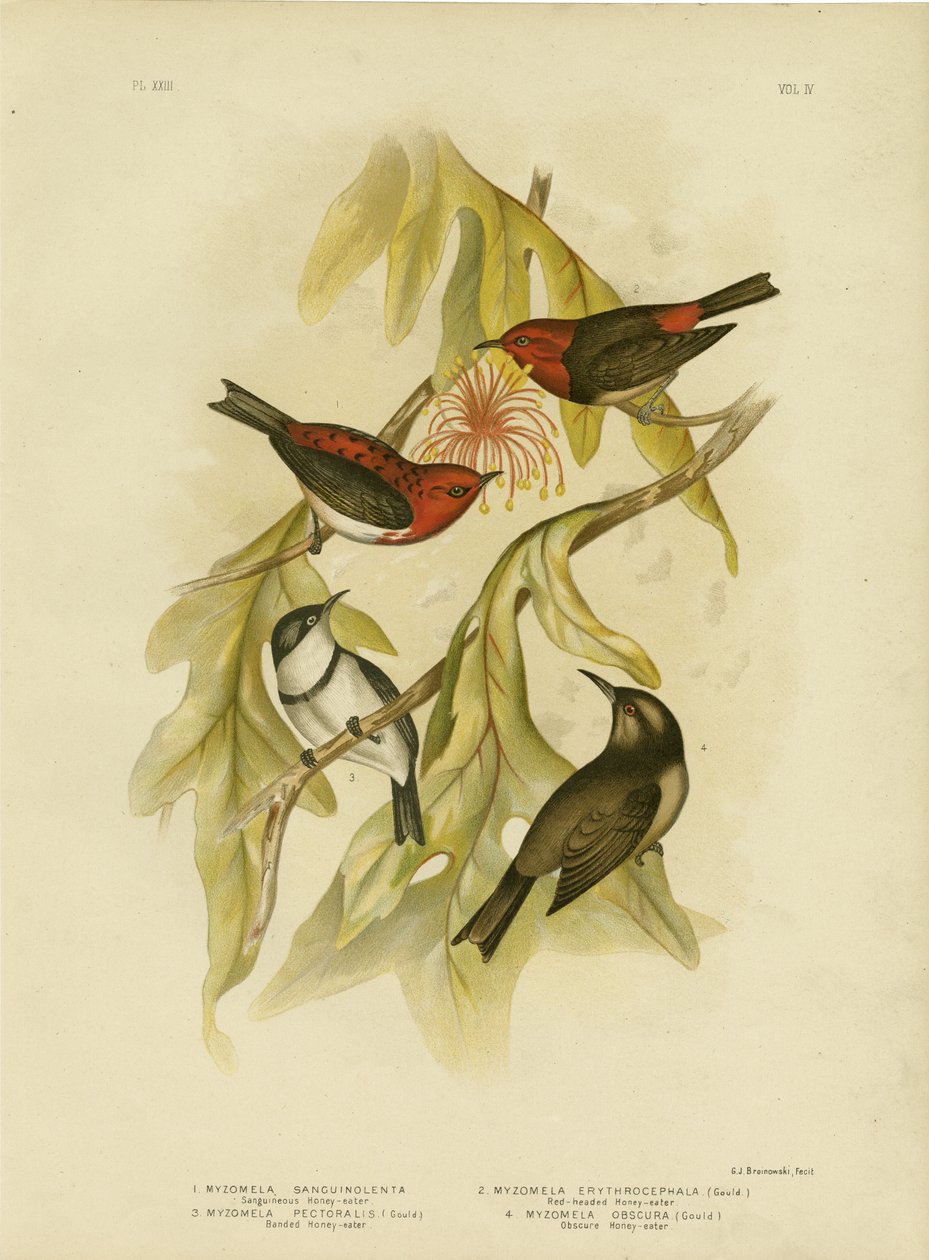 Sanguineous Honeyeater, 1891 av Gracius Broinowski