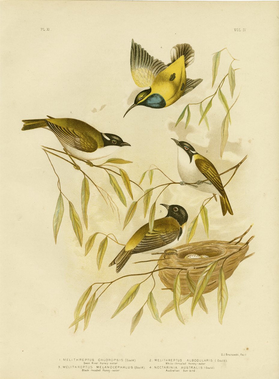 Swan River Honeyeater, 1891 av Gracius Broinowski