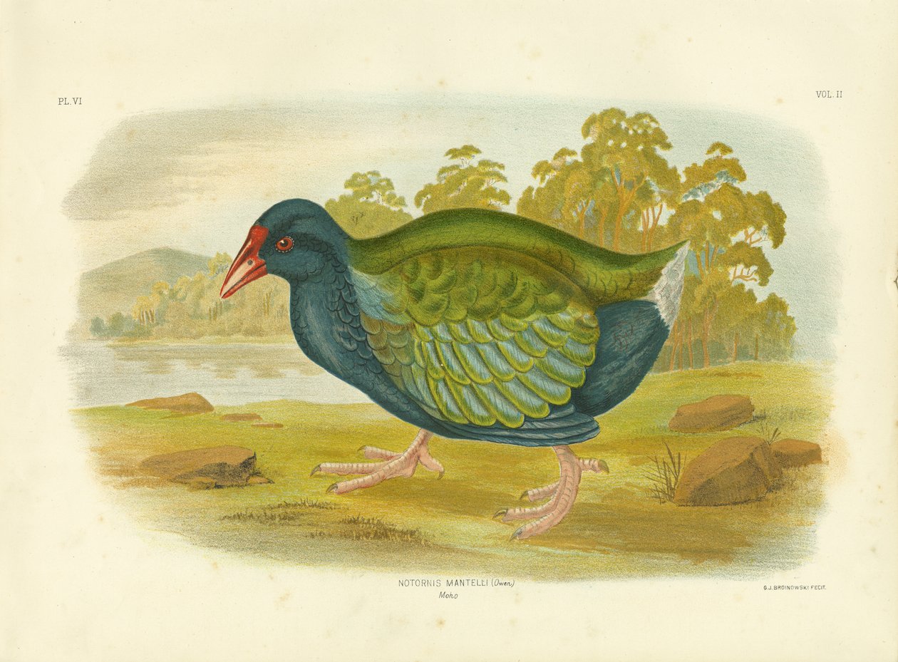 Takahe, 1891 av Gracius Broinowski