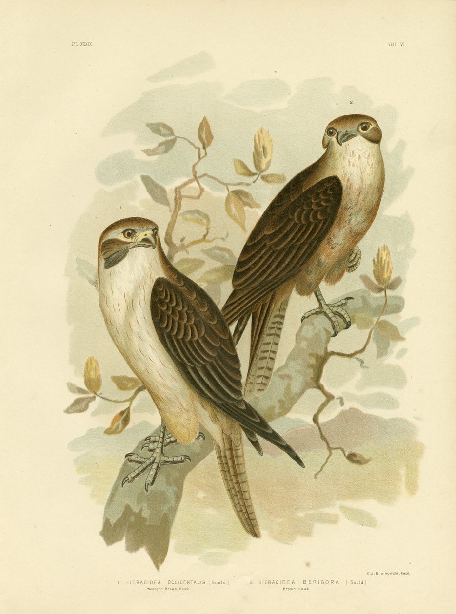 Western Brown Hawk, 1891 av Gracius Broinowski