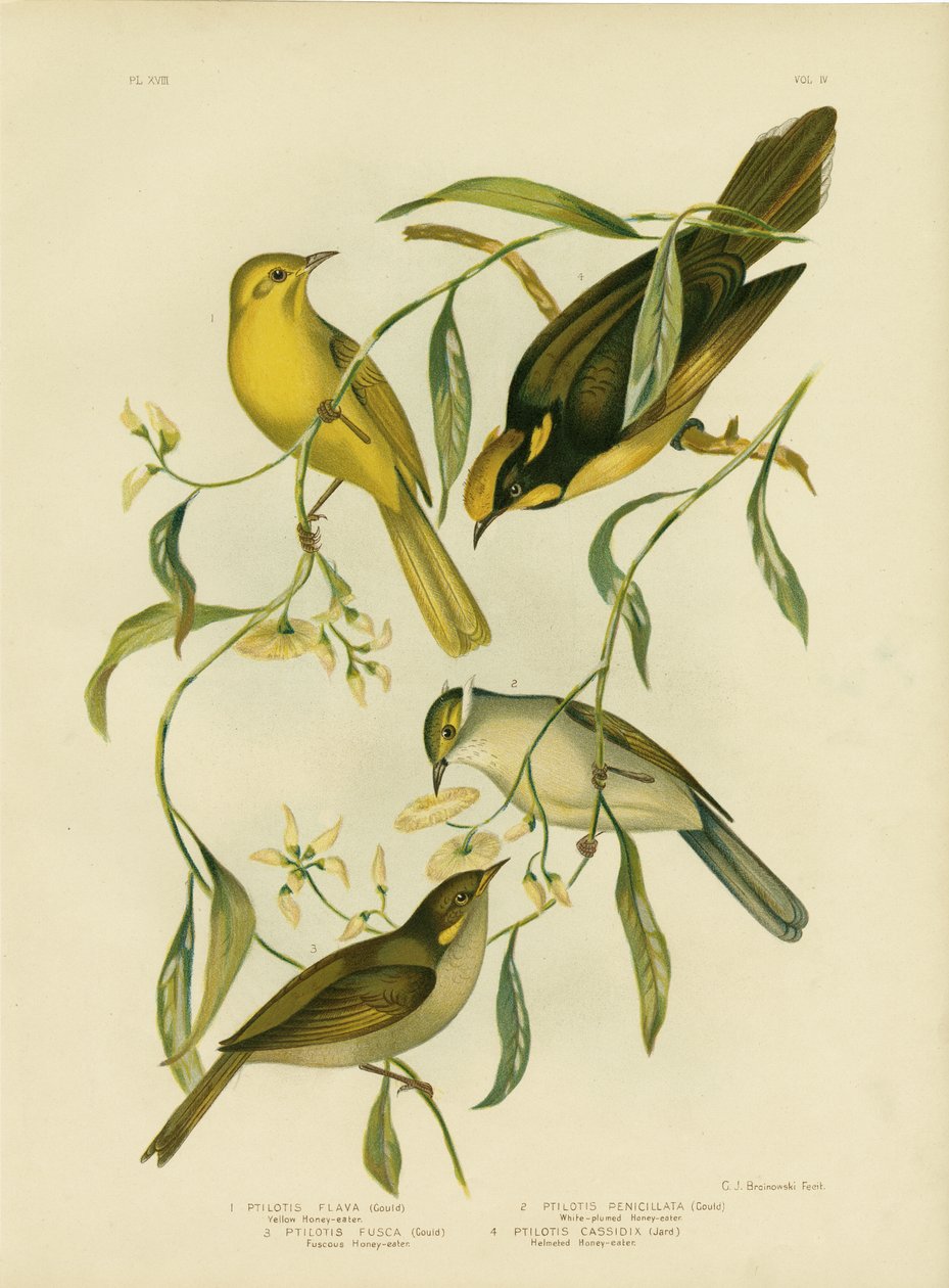 Gul honungsätare, 1891 av Gracius Broinowski