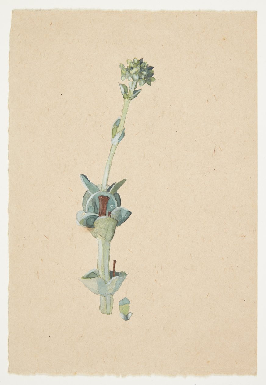 Studie av en blomma av Gudrun Traustedt