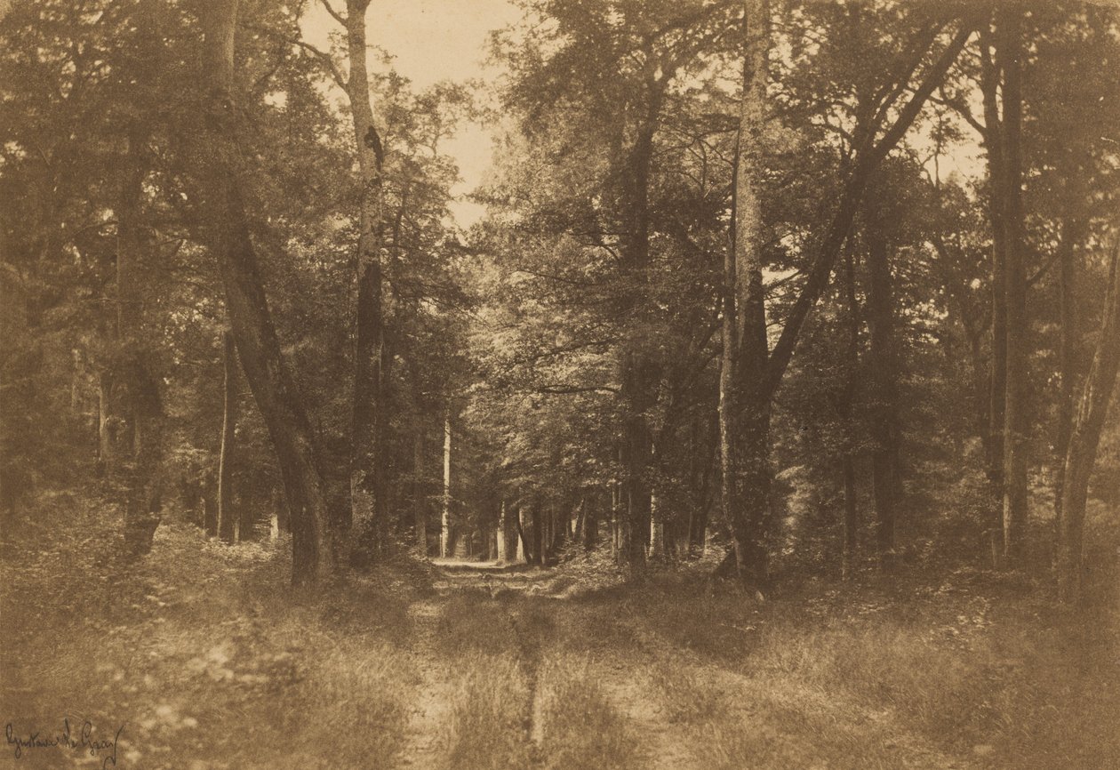 Bas-Bréau, Fontainebleaus skog av Gustave Le Gray