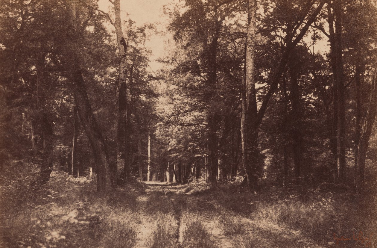 Bas-Breau, Fontainebleauskogen,1852 (foto) av Gustave Le Gray