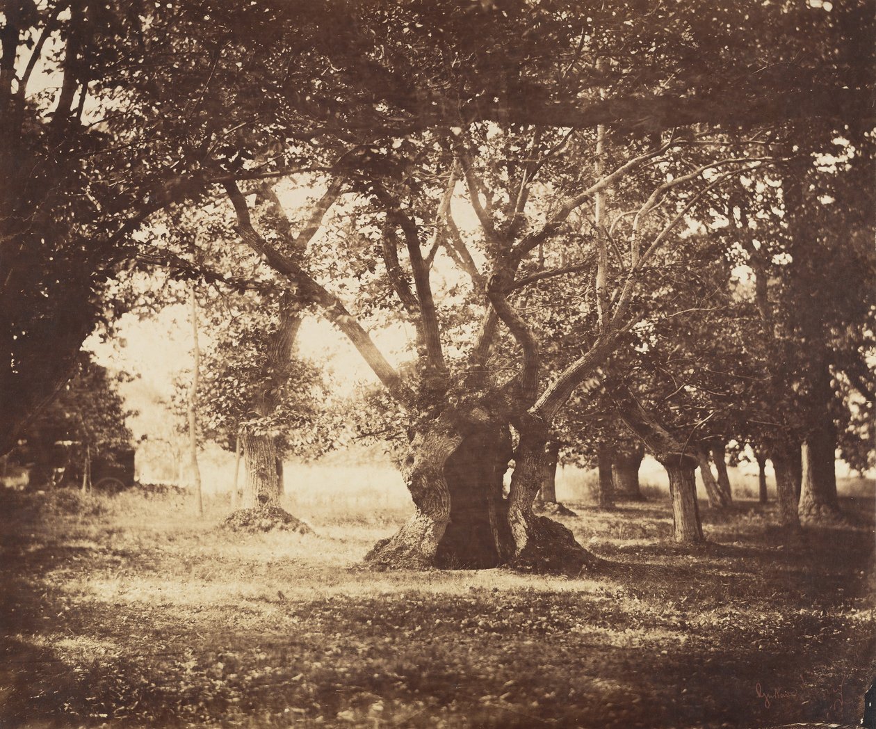 Hollow Oak Tree, Fontainebleau, 1855-57. av Gustave Le Gray