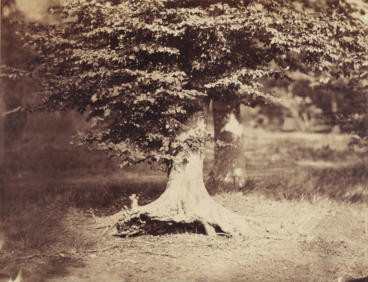 Bokträdet av Gustave Le Gray