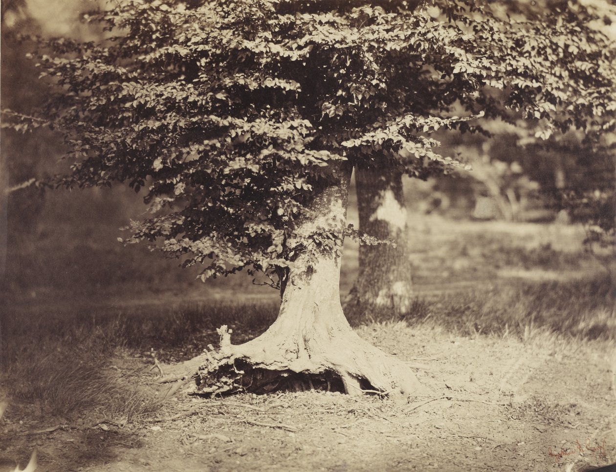 The Beech Tree, ca 1855-7 (s/v foto) av Gustave Le Gray