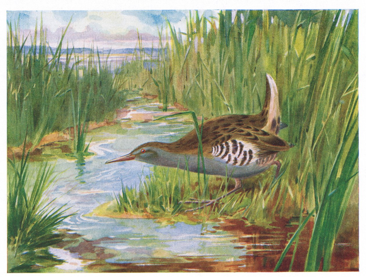 Water Rail, illustration från British Birds av Kirkman & Jourdain, 1966 av H. Wormald