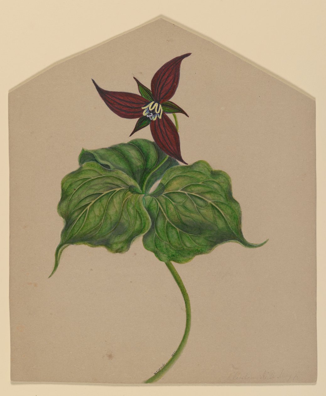 Vinröd blomma av H. Lynde