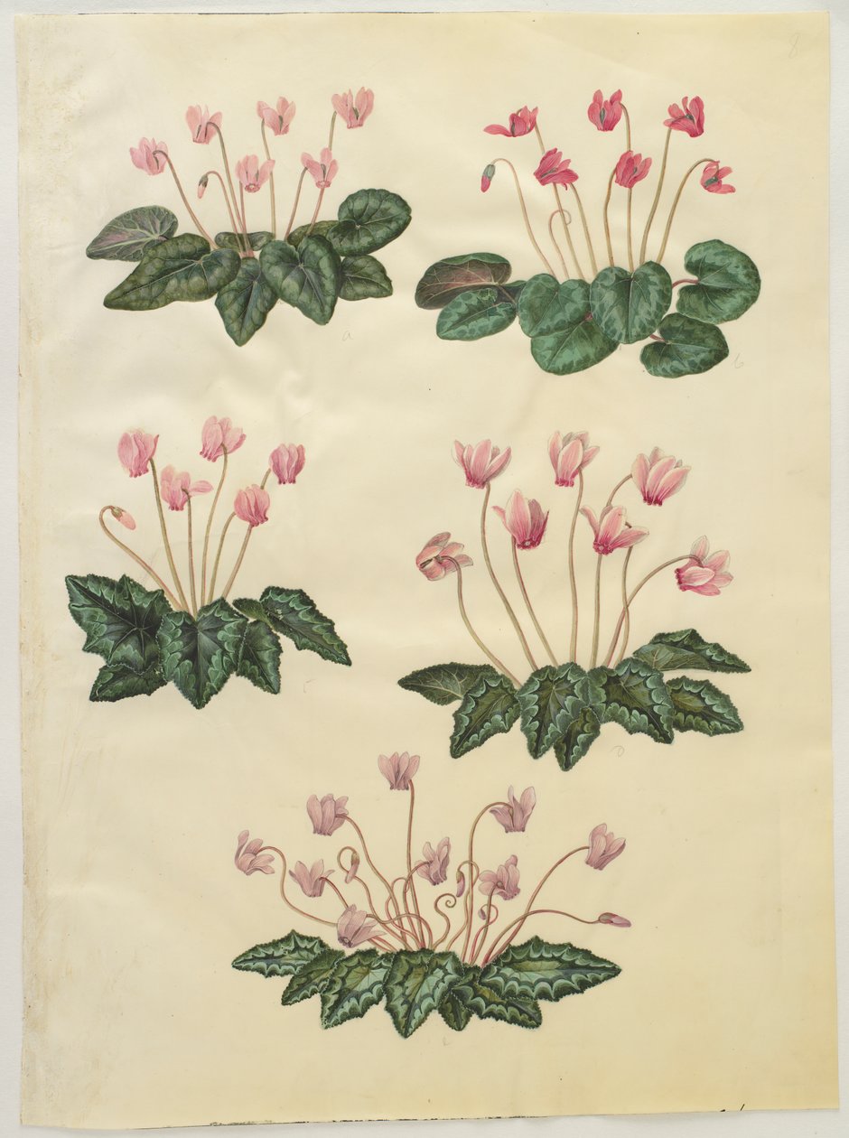 Cyclamen purpurascens; Cyclamen hederifolium av Hans Simon Holtzbecker