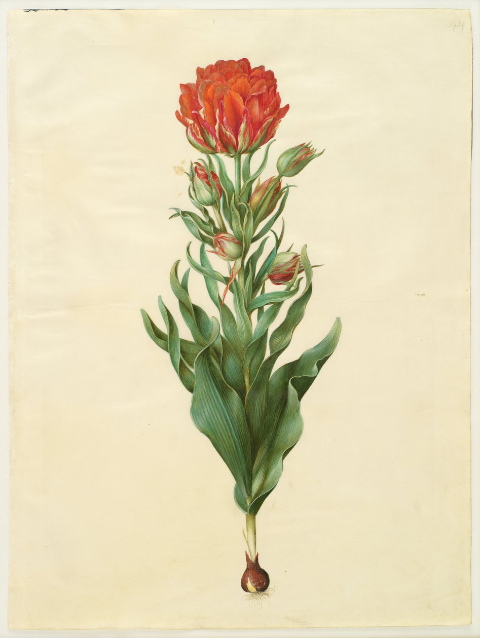 Tulipa gesneriana  av Hans Simon Holtzbecker