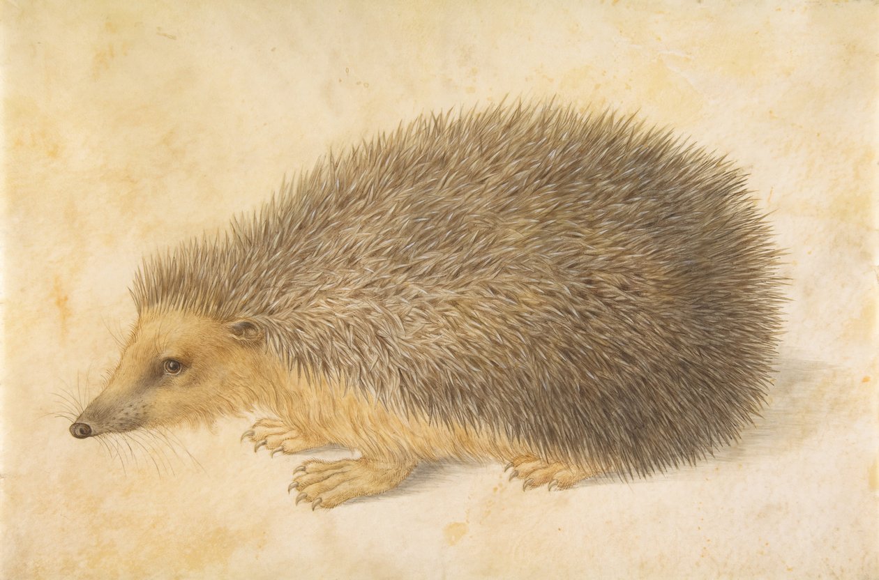 En igelkott Erinaceus roumanicus, före 1584. av Hans Hoffmann