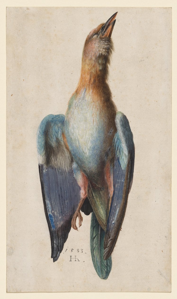 Dead Blue Roller, 1583. av Hans Hoffmann