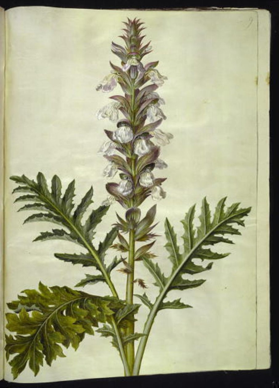 Acanthus hungaricus (hungarsk akantus) av Hans Simon Holtzbecker