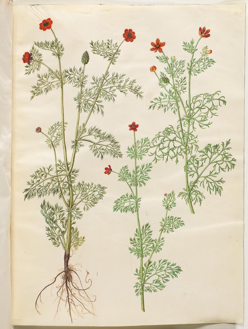 Adonis årlig (høst-adonis); Adonis sommar (sommar-adonis) av Hans Simon Holtzbecker