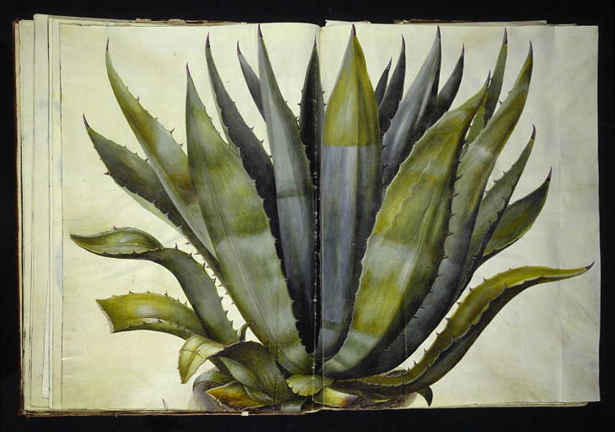 Agave americana (vanlig agave) av Hans Simon Holtzbecker