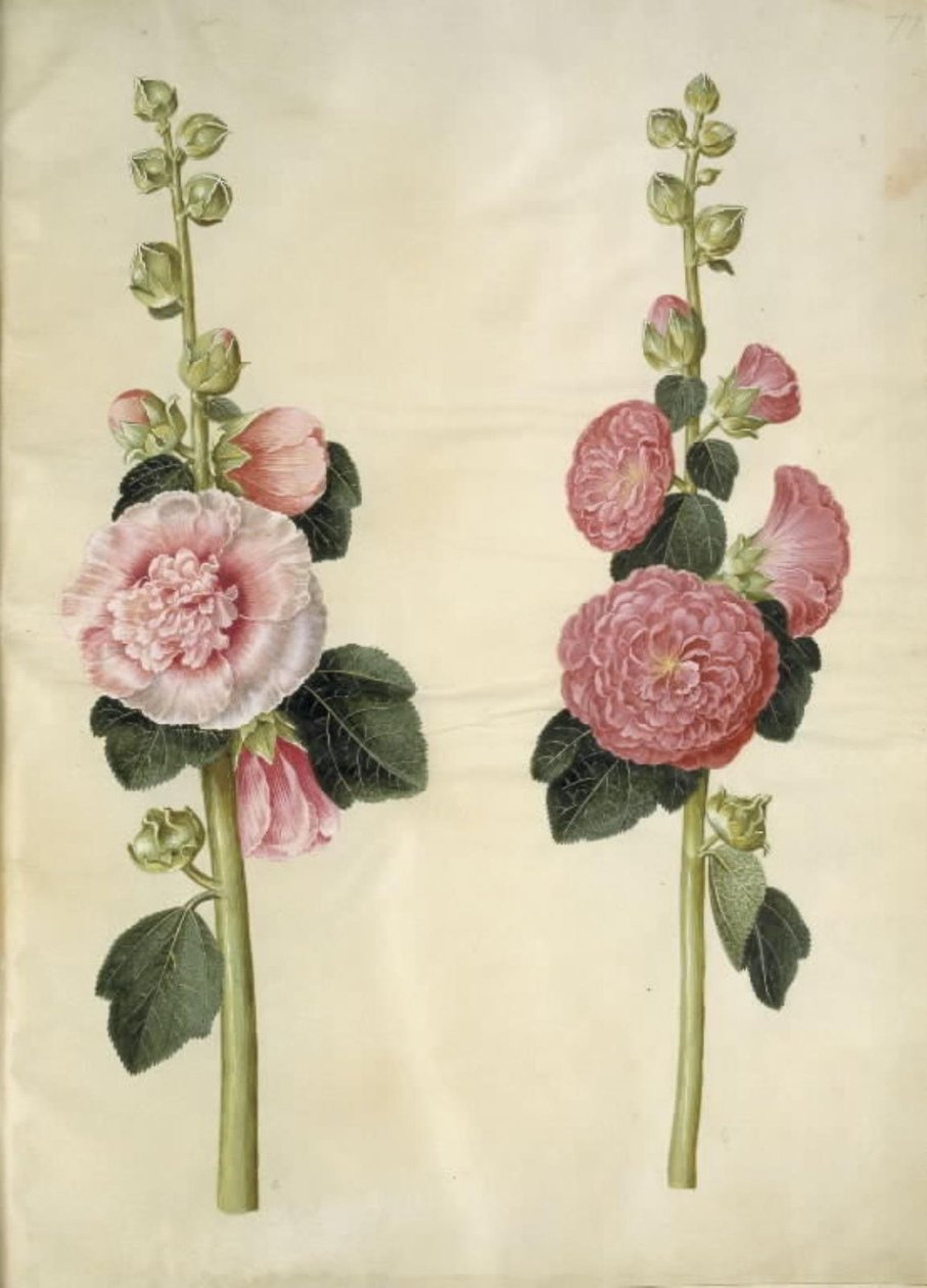 Alcea rosea (har-stokrose) av Hans Simon Holtzbecker