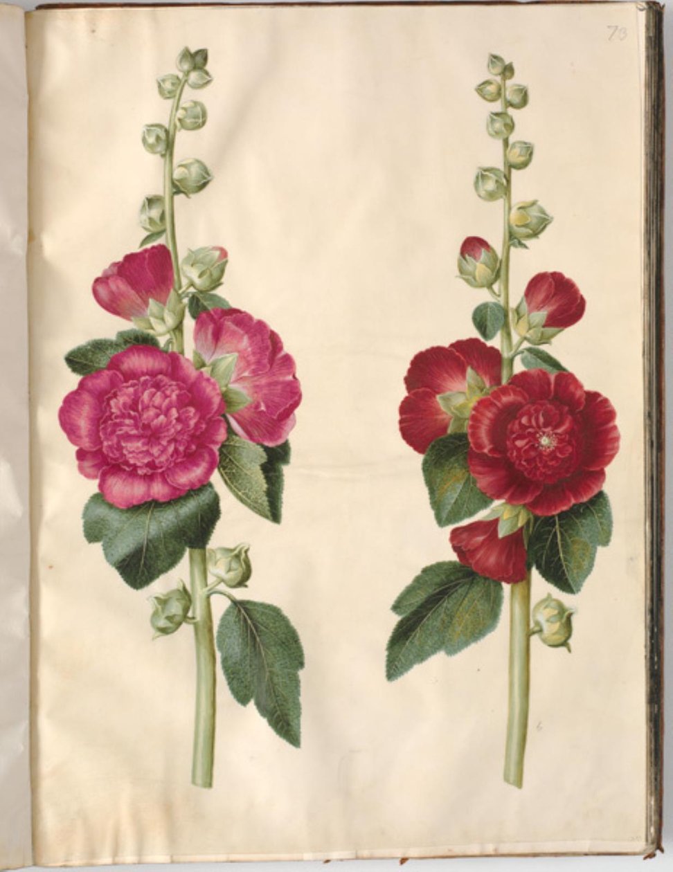 Alcea rosea (har-stokrose) av Hans Simon Holtzbecker
