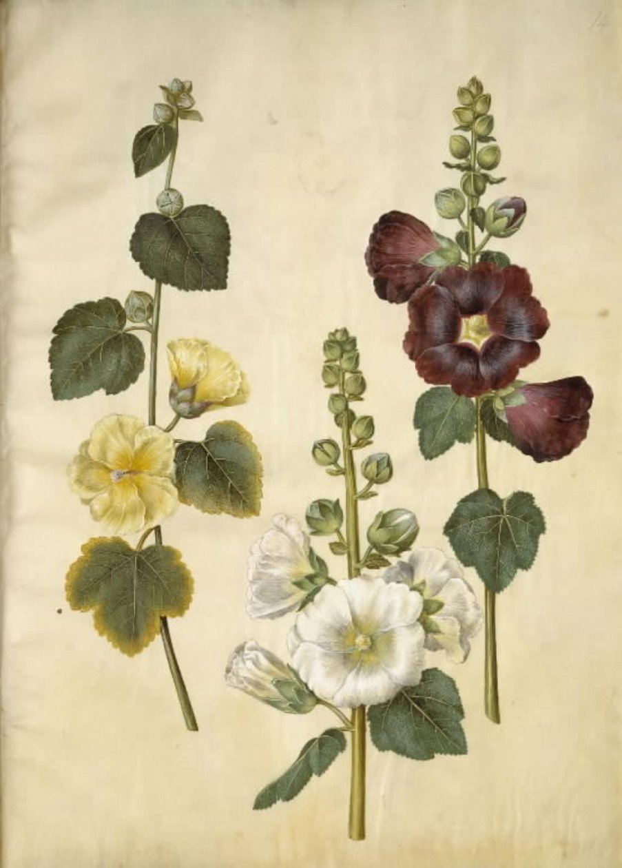 Alcea rosea (har-stokrose) av Hans Simon Holtzbecker