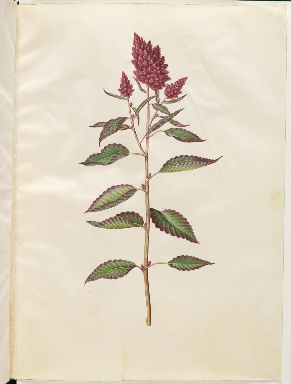 Blod amaranth (röd amaranth) av Hans Simon Holtzbecker