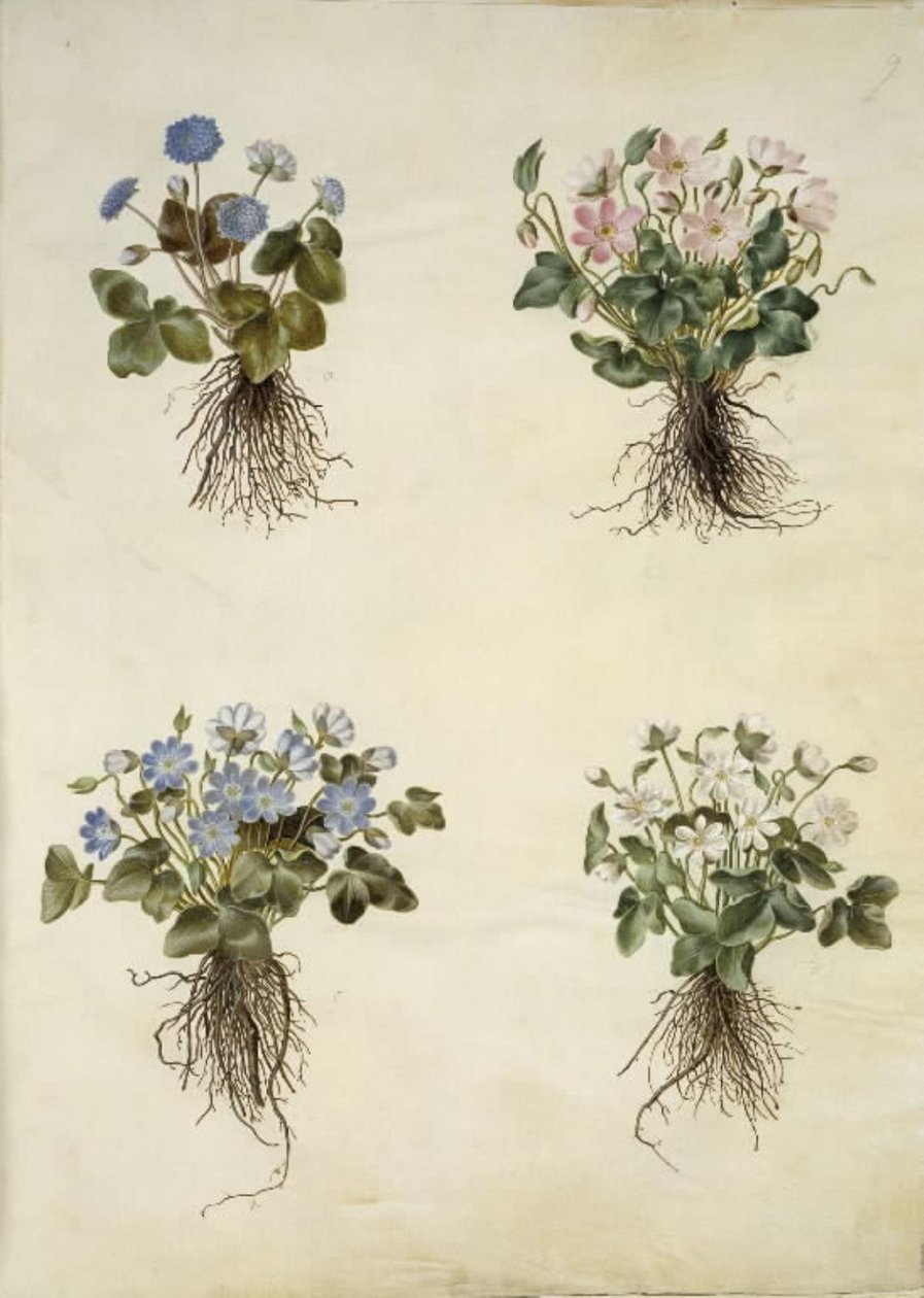Anemone hepatica (blå anemone) av Hans Simon Holtzbecker
