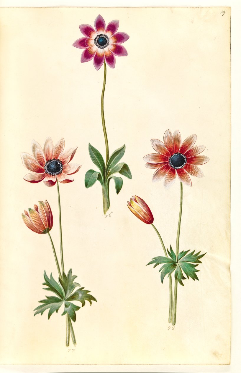 Anemone pavonina (påfågelsanemon) av Hans Simon Holtzbecker
