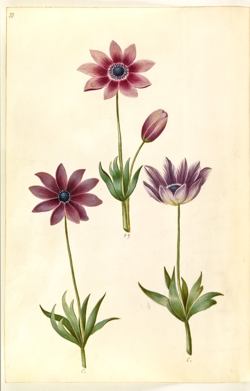 Anemone pavonina (påfågelsanemon) av Hans Simon Holtzbecker