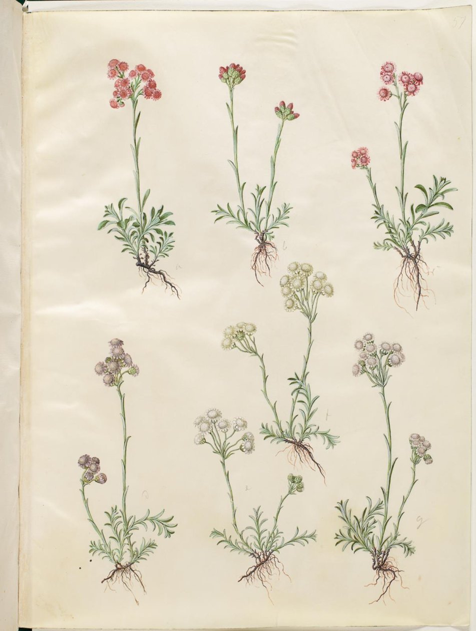 Antennaria dioica (vanlig kattfot) av Hans Simon Holtzbecker