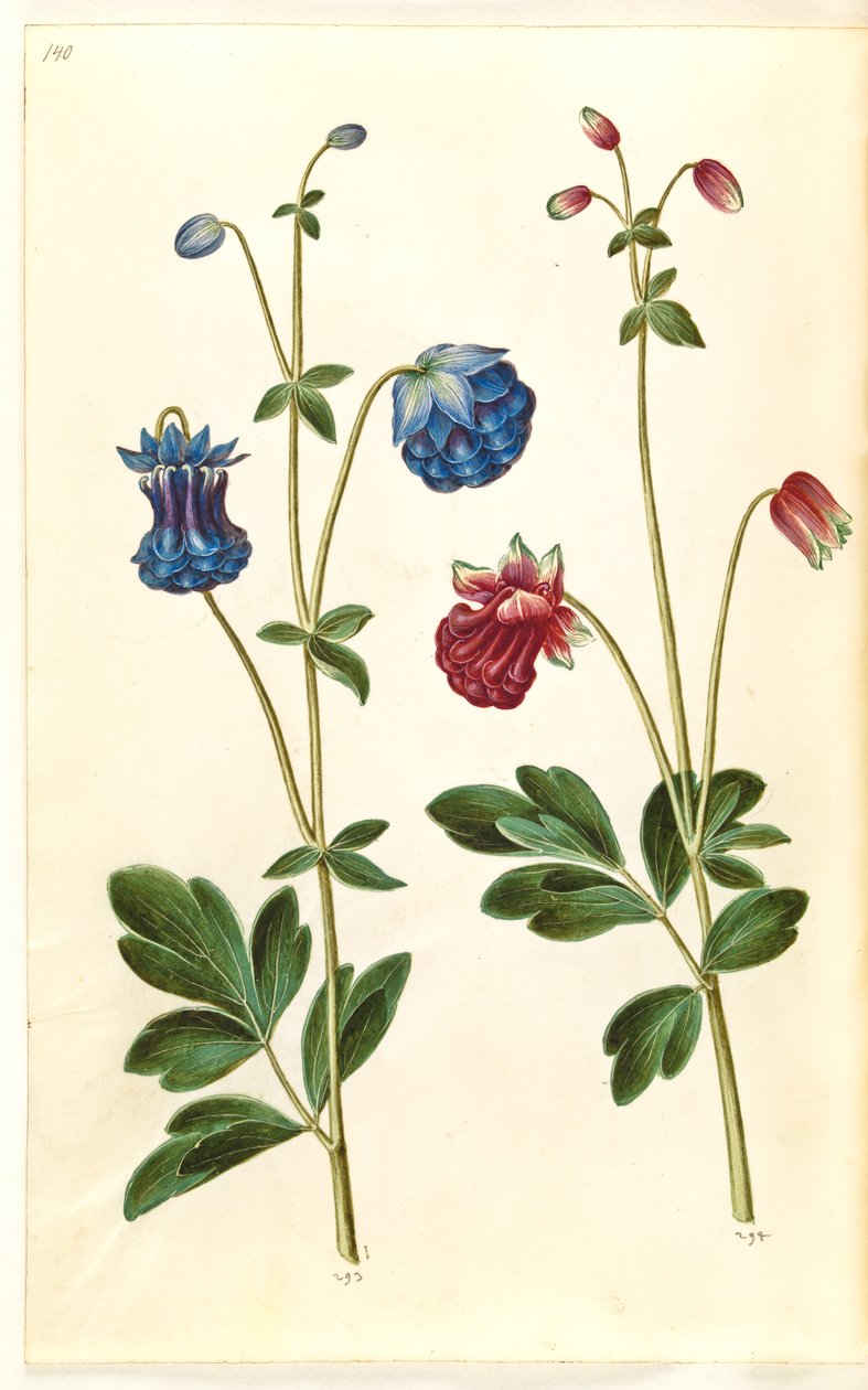 Aquilegia vulgaris (vanlig akleja) av Hans Simon Holtzbecker
