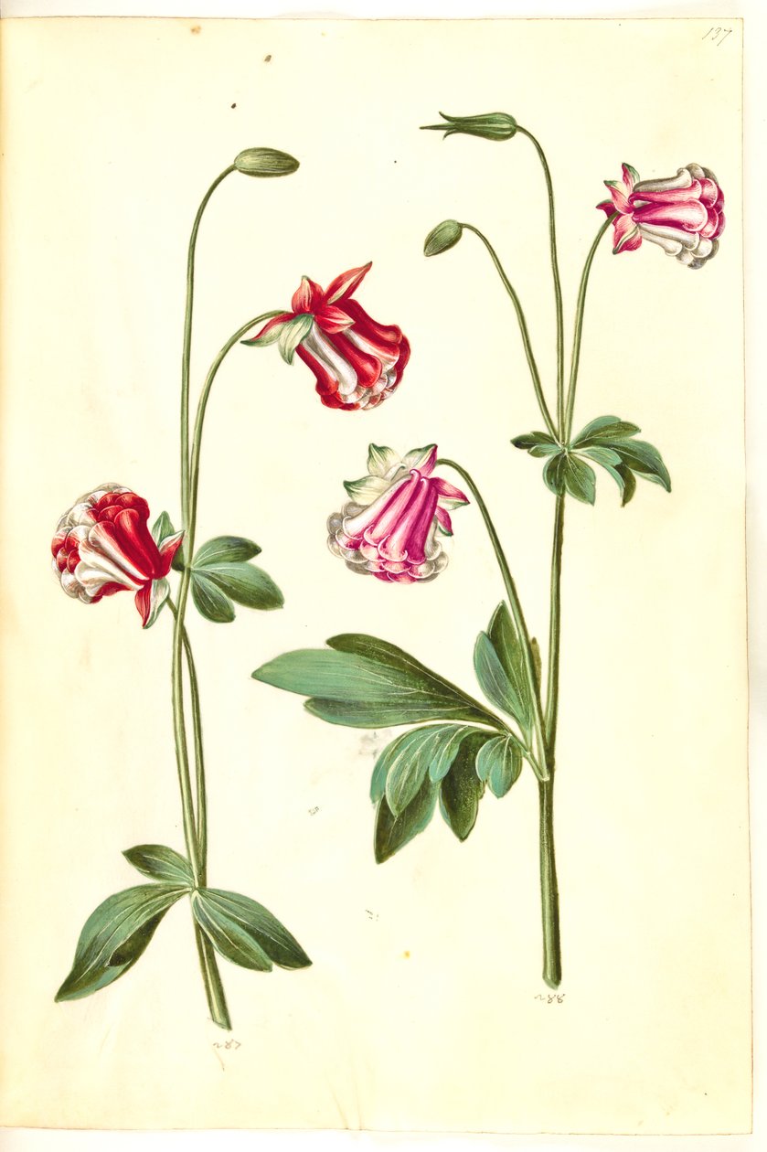 Aquilegia vulgaris (vanlig akleja) av Hans Simon Holtzbecker