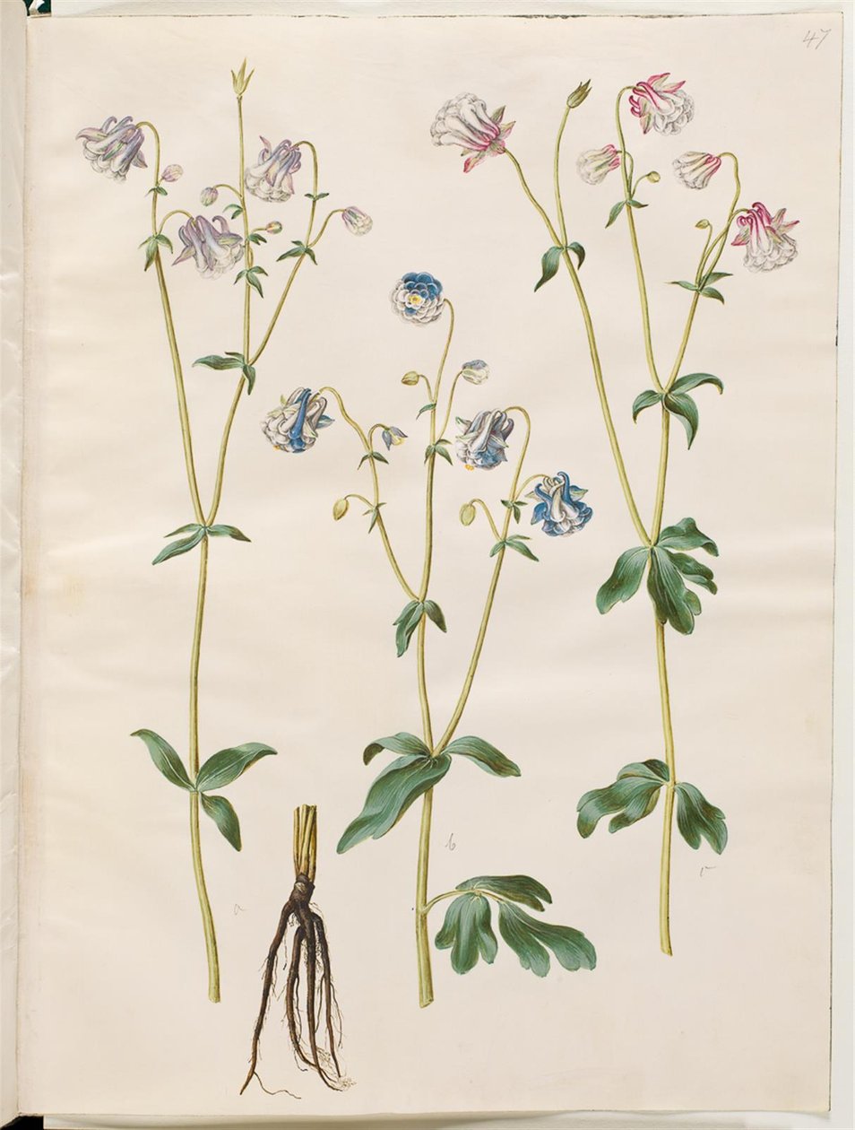 Aquilegia vulgaris (vanlig akleja) av Hans Simon Holtzbecker
