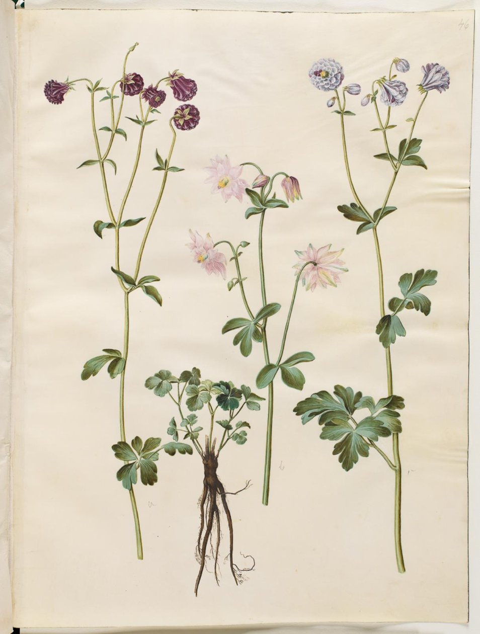 Aquilegia vulgaris (vanlig akleja) av Hans Simon Holtzbecker