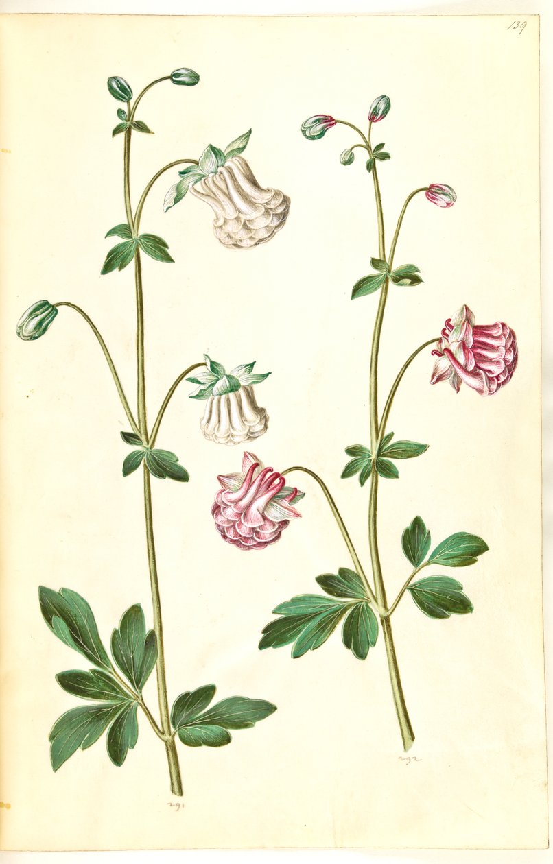 Aquilegia vulgaris (vanlig akleja) av Hans Simon Holtzbecker