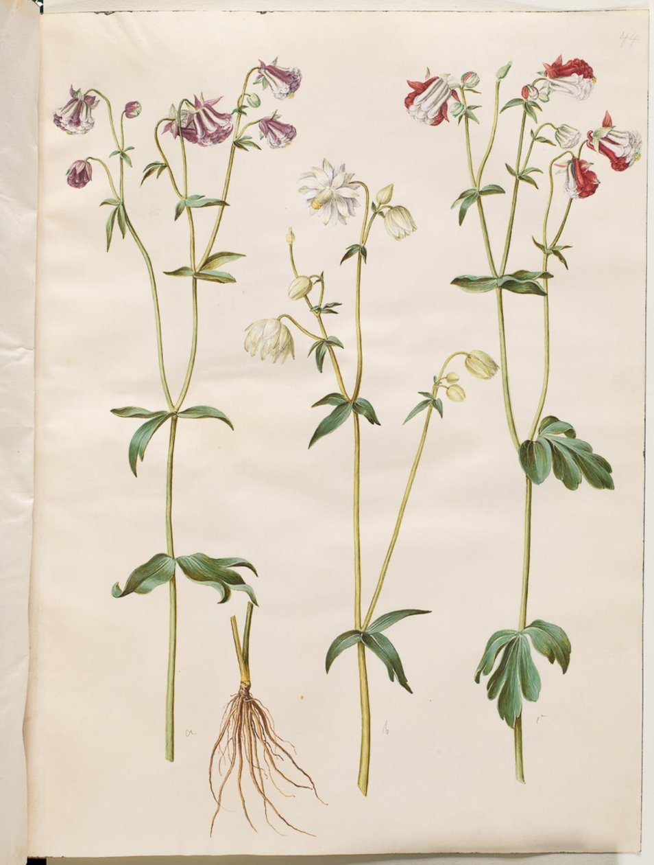 Aquilegia vulgaris (vanlig akleja) av Hans Simon Holtzbecker